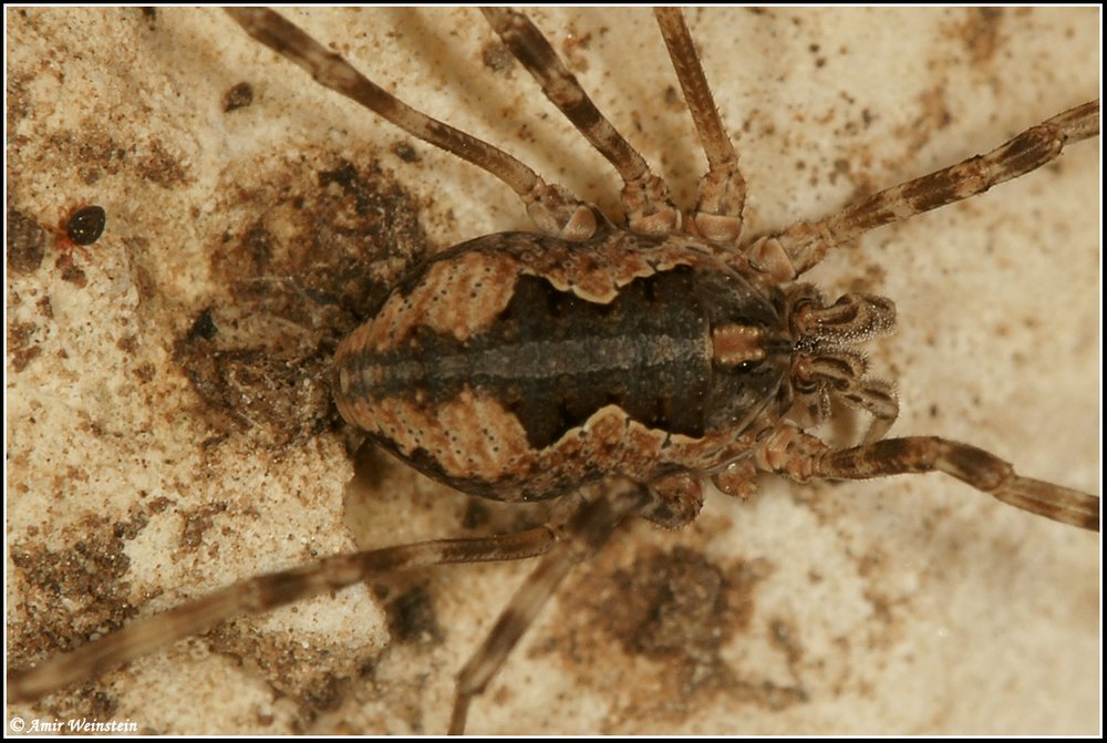 Opiliones d''Israele - No 7: Phalangium savigni